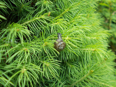 Mystery plants Unknown Conifer Green Fingered Blog