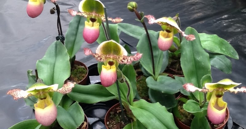 Orchid Man in the United Kingdom: Orchid ID: Paphiopedilum Pinocchio