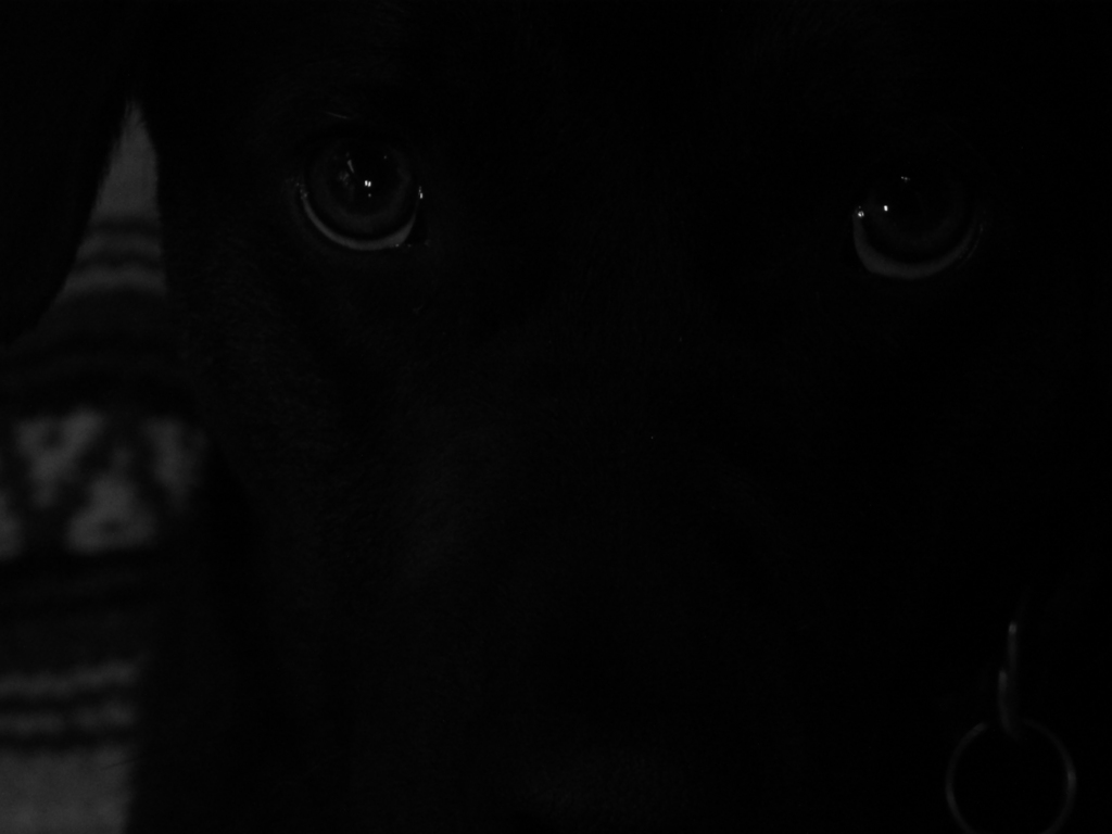 Wallpaper Mata Hitam wallpaper mata hitam, wallpaper mata hitam yang indah, wallpaper mata kucing hitam, wallpaper mata hitam dan putih, wallpaper hd mata hitam,