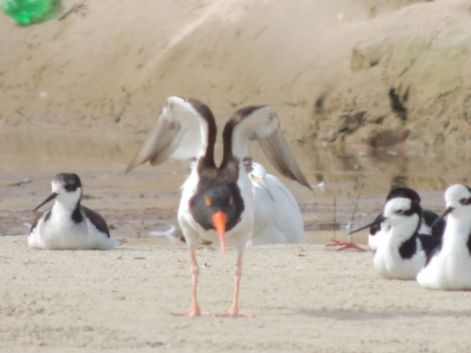 observando-aves-piru-piru