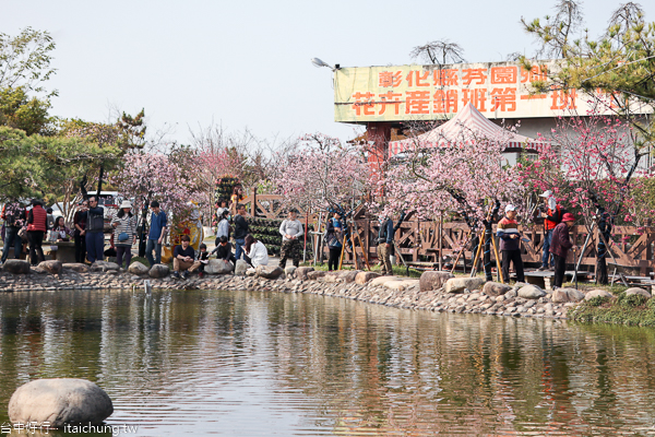 芬園花卉生產休憩園區河津櫻、洲府枝垂櫻花隧道、水池造景好好拍 芬園花卉生產休憩園區河津櫻、洲府枝垂櫻花隧道、水池造景好好拍