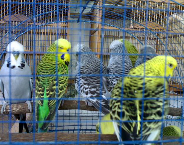 Inspirasi Terpopuler Jual Beli Burung, Trend Terbaru!