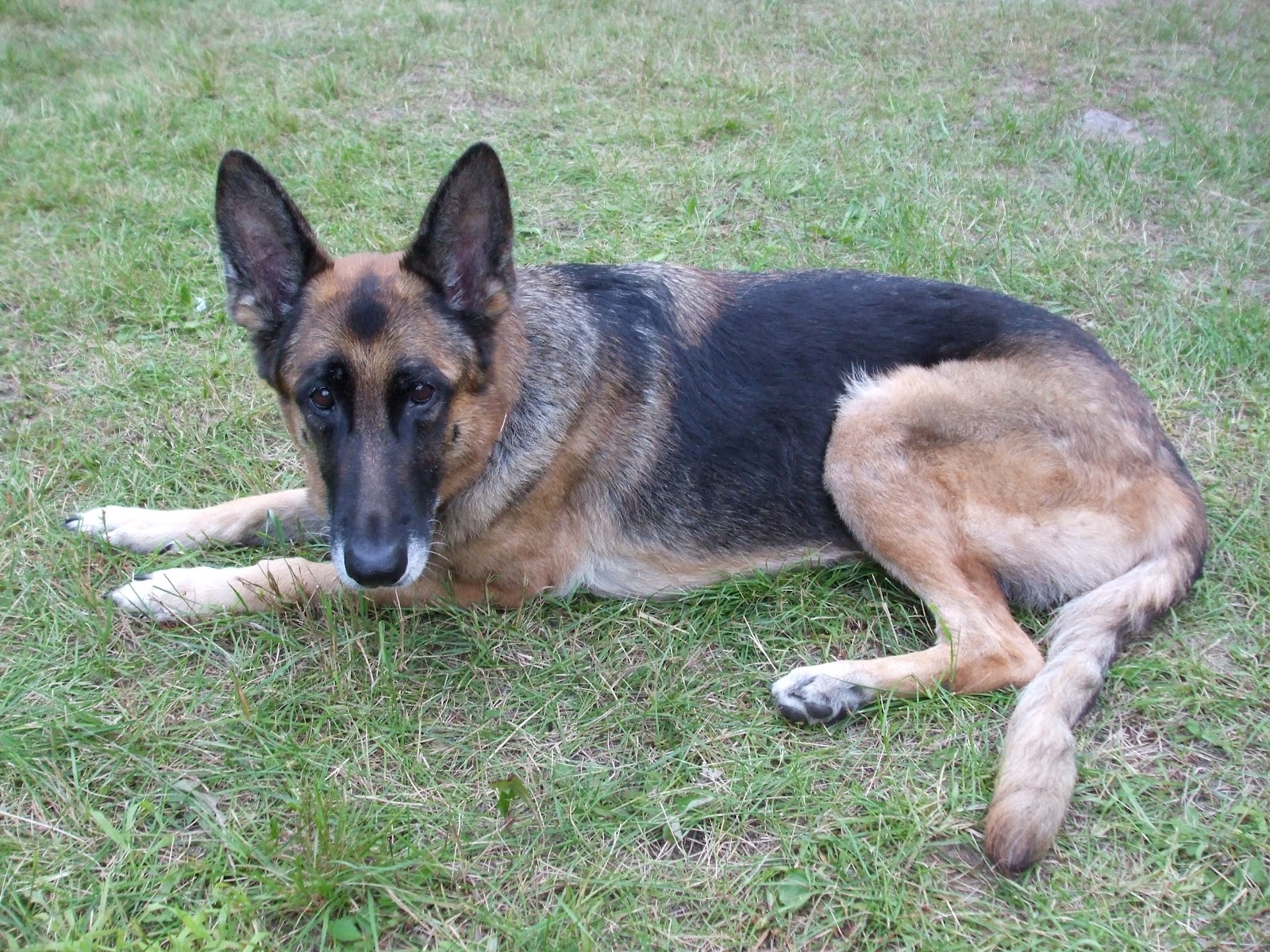 dog supplies Are Inground Dog Fences Cruel and Unusual Punishment?