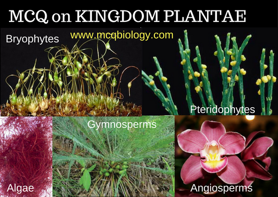 Plant Groups