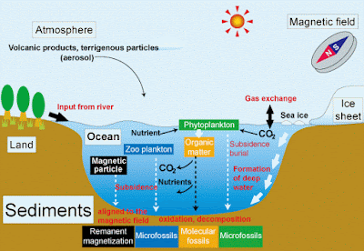 Jenis Sedimen Dasar Laut