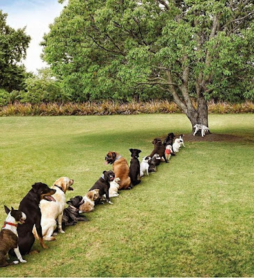 dog lineup