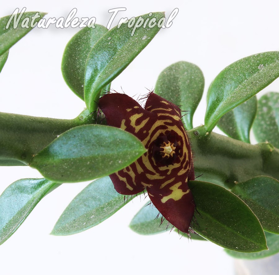 Tallos, hojas y flor de la planta suculenta Frerea indica x Caralluma europaea