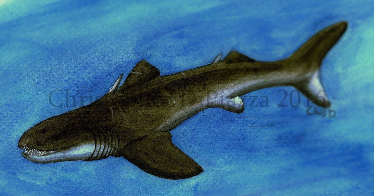 Prehistoric Beast of the Week Cladoselache Prehistoric Beast of the Week
