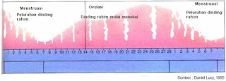 Siklus menstruasi diawali pada hari pertama menstruasi. Ovulasi terjadi kira-kira pada hari 14 dari siklus menstruasi yang 28 hari.