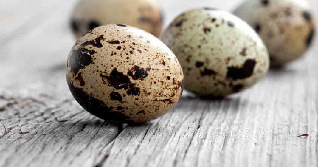 9 Benefits of Quail Eggs Extraordinary For Your Body blissinabarrel