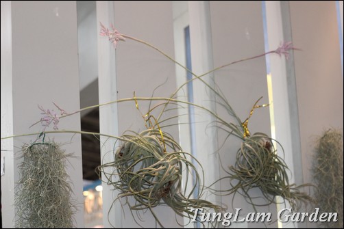 cây không khí, cay khong khi, air plant, hoa treo, cây nội thất bán cây không khí, cay khong khi, air plant, hoa treo, cây nội thất