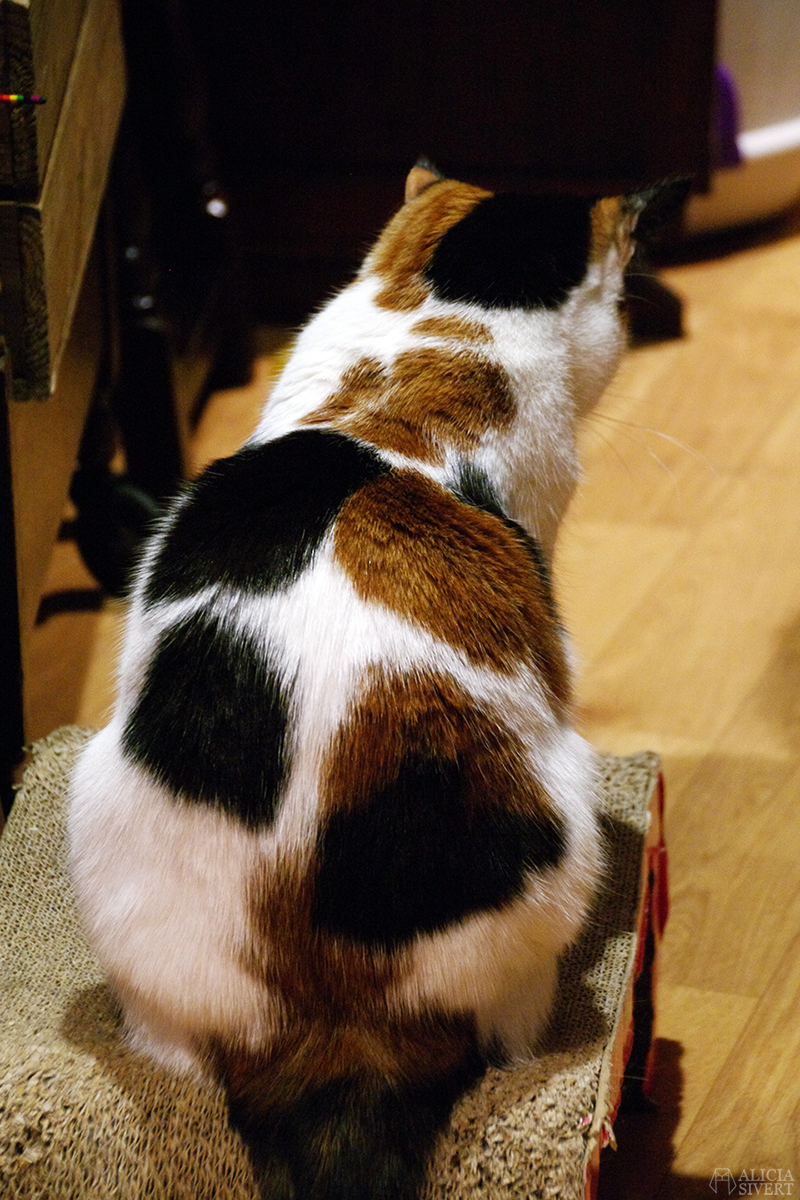 Lady Dinah's Cat Emporium, cat café in London. Photo by Alicia Sivertsson. semester resa london england att göra utflykt utflyktsmål cat café kattcafé katt kaffe café katter cats fika see and do