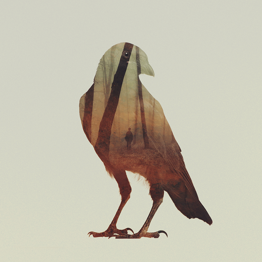 02-Crow-Andreas-Lie-Animals-in-Photographic-Double-Exposures-www-designstack-co