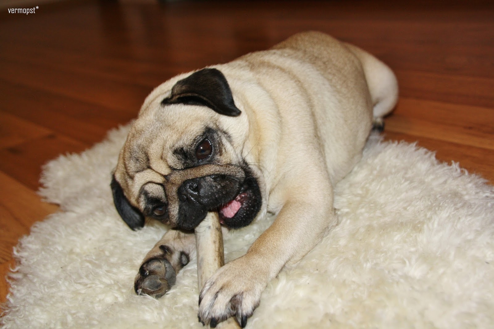 Das (peinliche) Leben mit Hund miDoggy Community