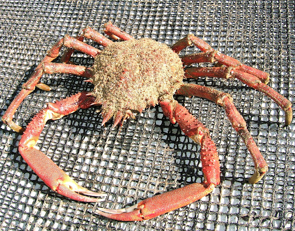 common spider crab, european spider crab, spiny spider crab, maja squinado, spinous spider crab, spider crab, spider crabs, about spider crab, spider crab appearance, spider crab breeding, spider crab color, spider crab characteristics, spider crab eggs, spider crab facts, spider crab for meat, spider crab history, spider crab info, spider crab images, spider crab meat, spider crab origin, spider crab photos, spider crab pictures, spider crab rarity, spider crab size, spider crab uses, spider crab varieties, spider crab weight