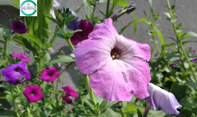 Get Petunia How To Grow Petunias Seeds Or Plant Meaning Petunia Free HD Get Wallpaper Petunia How To Grow Petunias Seeds Or Plant Meaning Petunia For Android