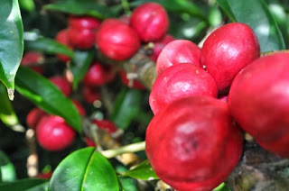 obat herbal ambeien tanpa operasi