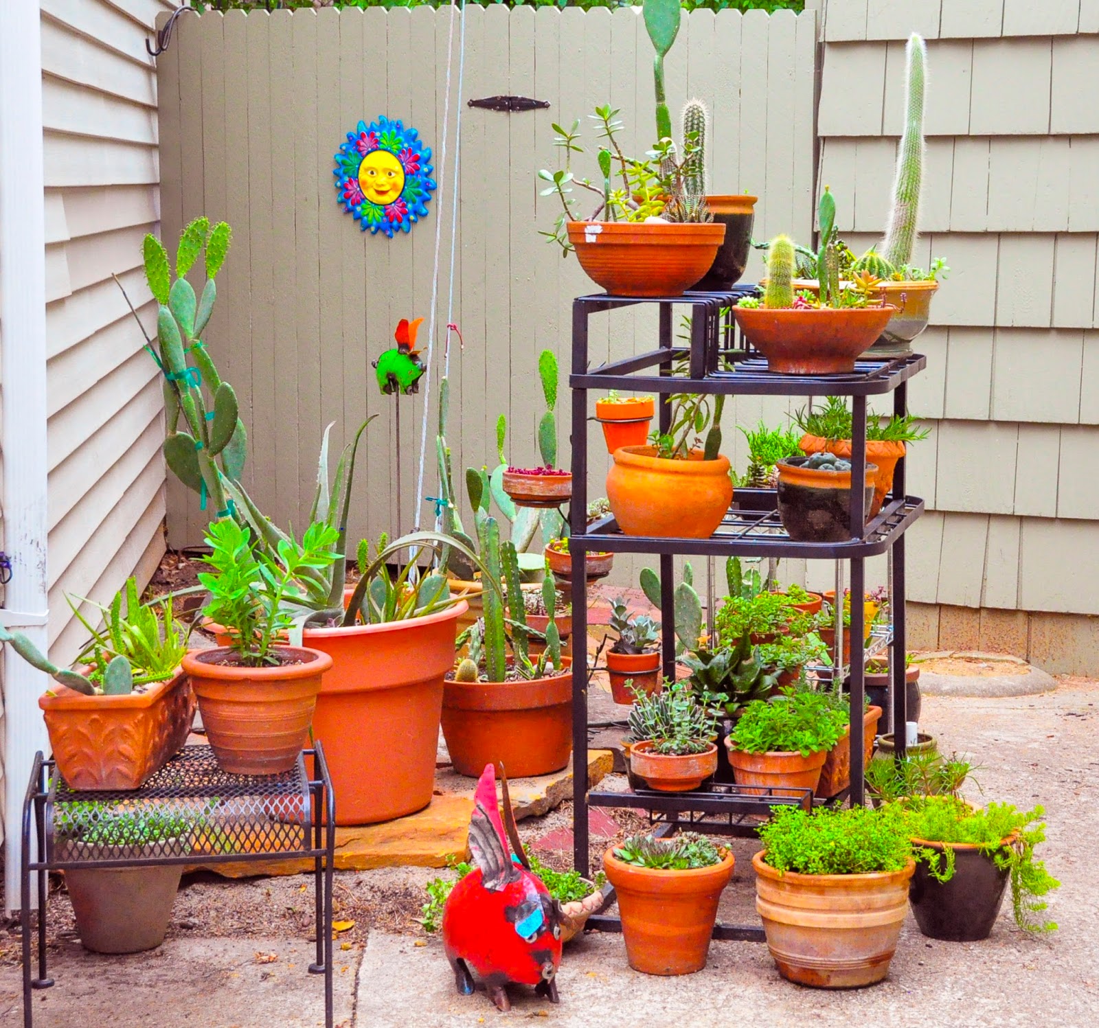 Ask A Master Gardener Moving Plants Outdoors for Summer