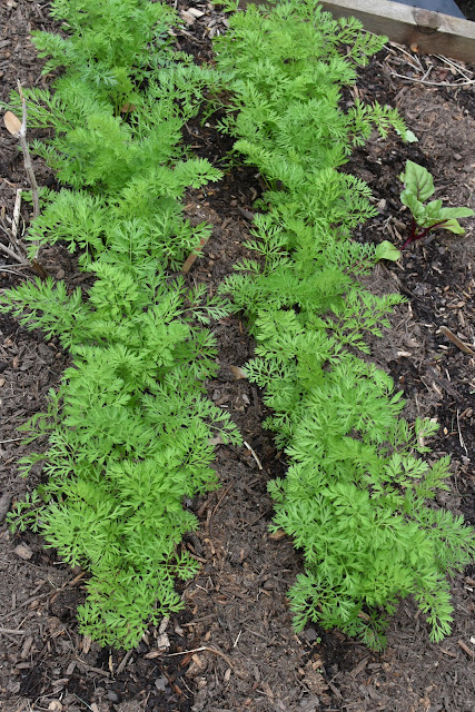 Growing carrots- plants in raised beds