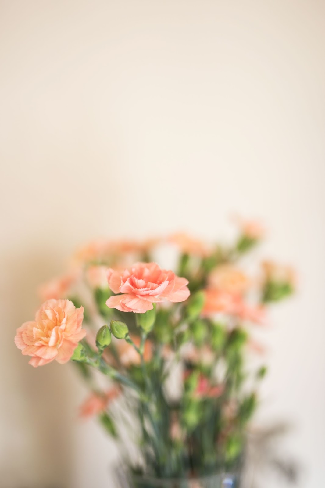 ©Katiewrites.co.uk Carnations, Flowers, Blooms, Lifestyle Bloggers, Derbyshire Bloggers, East Midlands Bloggers, Katie Writes Blog, Katie Writes,