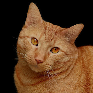 Close up of an orange cat.