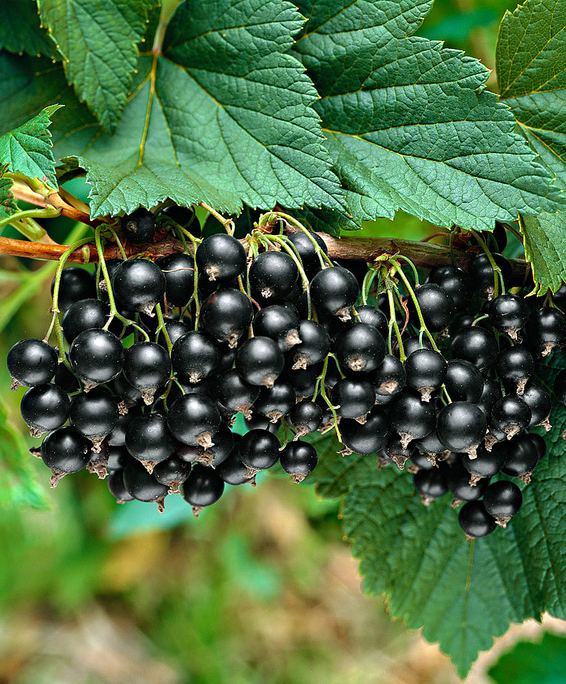 How to Grow Currants, Lots of Tips and Ideas for Growing Currants Everything About Garden