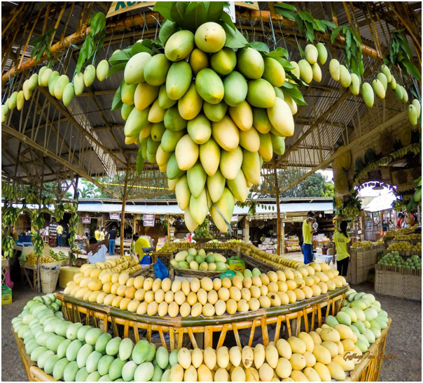 Mangoes boost Guimaras economy and tourism