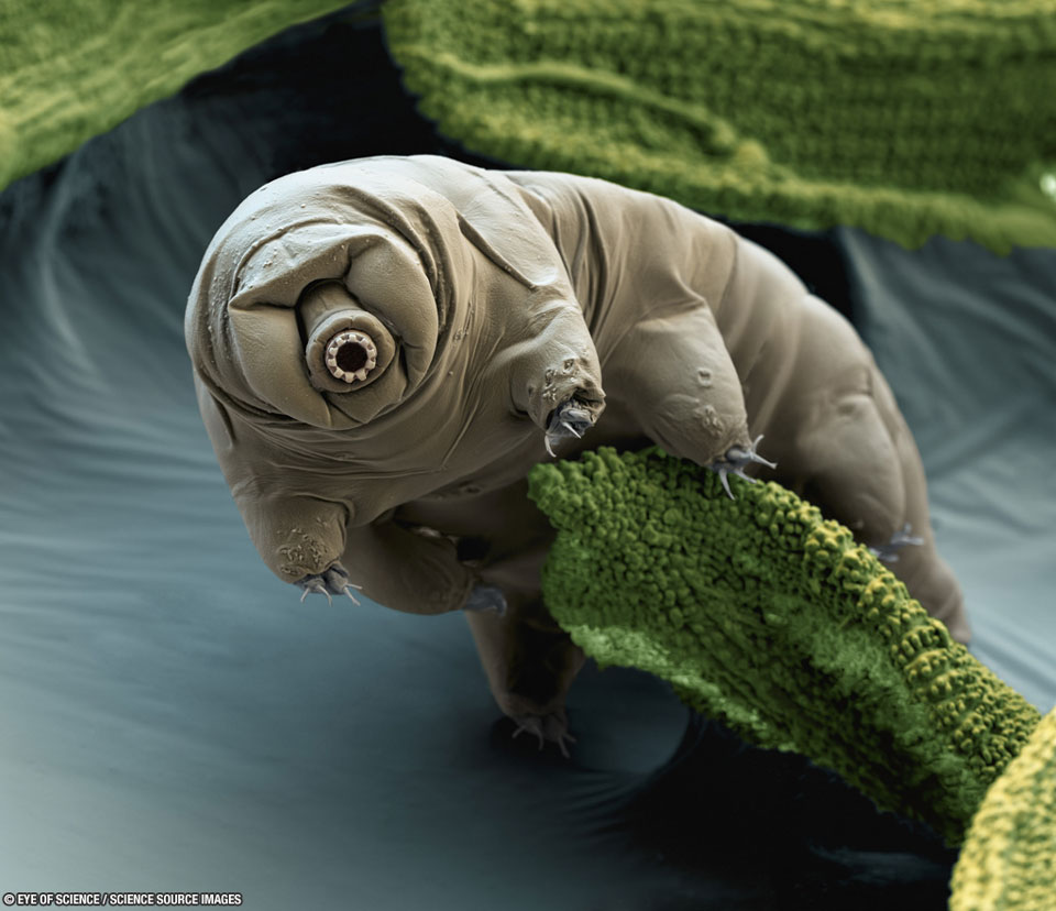 Picture of a Tardigrade Picture of a Tardigrade