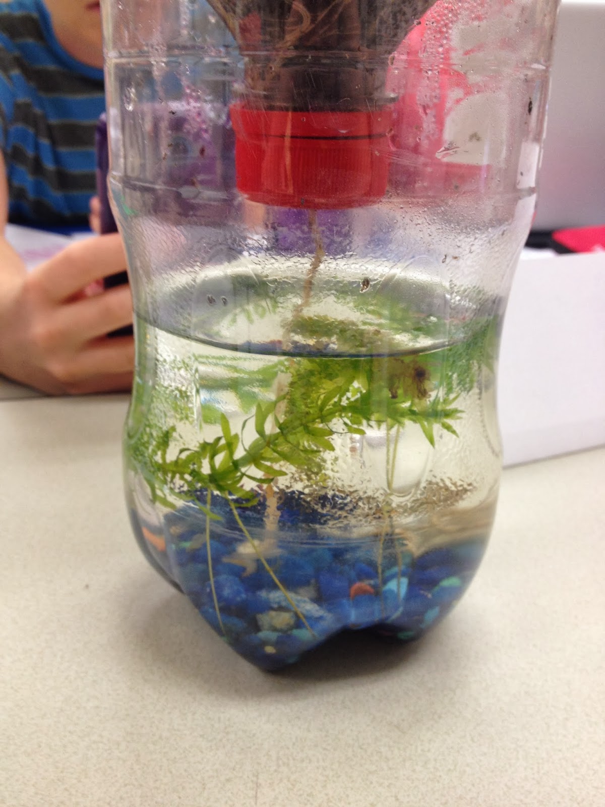 Ecosystem in a Bottle