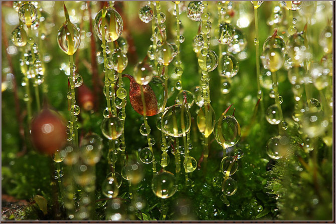 умытою росой