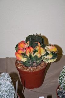 Astrophytum, variegatum, cristatum Αστρόφυτο