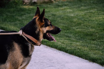best top 10 dogs in india (hindi 2018) best top 10 dogs in india (hindi 2018)