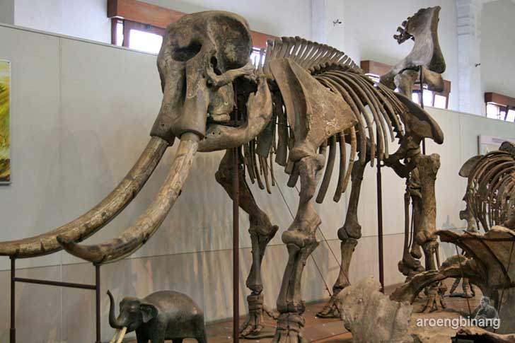 museum geologi bandung