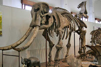 museum geologi bandung