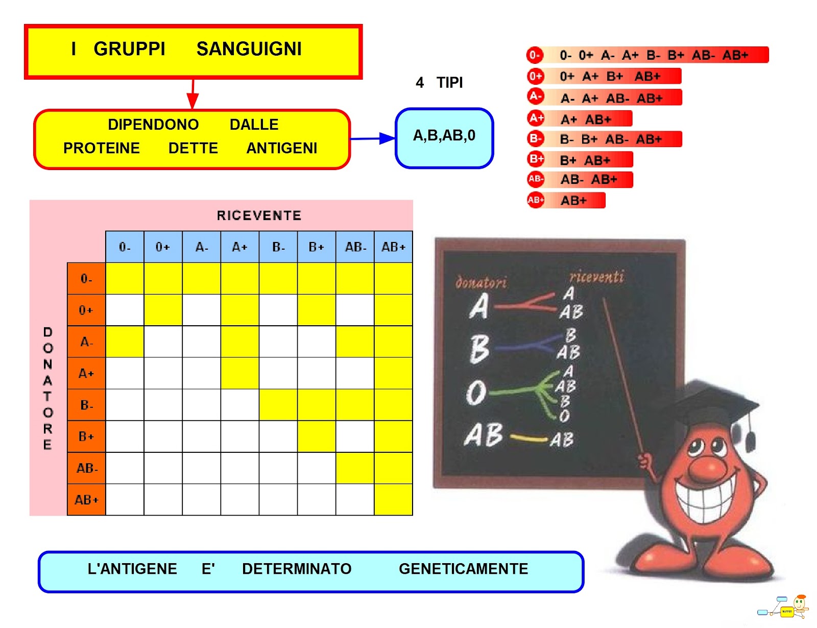 Mappe concettuali I gruppi sanguigni •