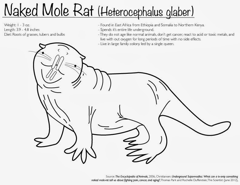 naked mole rat coloring pages - photo #4