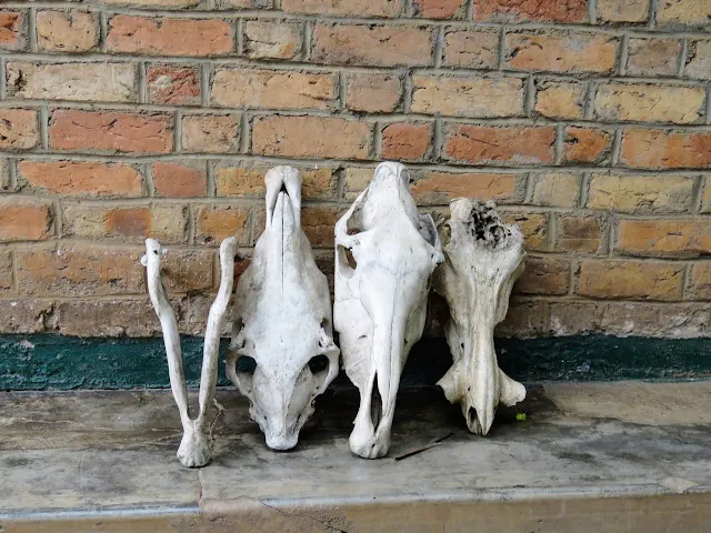 Animal skulls at Lake Mburo National Park in Uganda