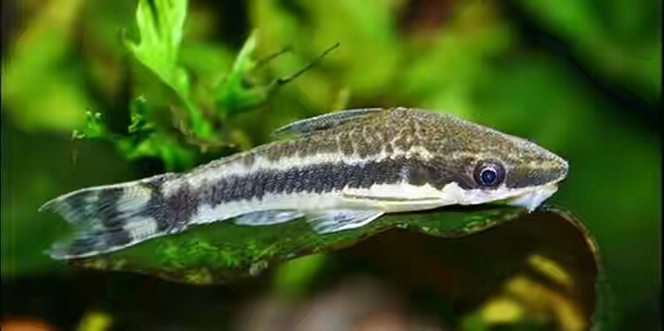 CONTOH JENIS - JENIS IKAN HIAS AIR TAWAR PEMBERSIH AQUARIUM - Telujek ...