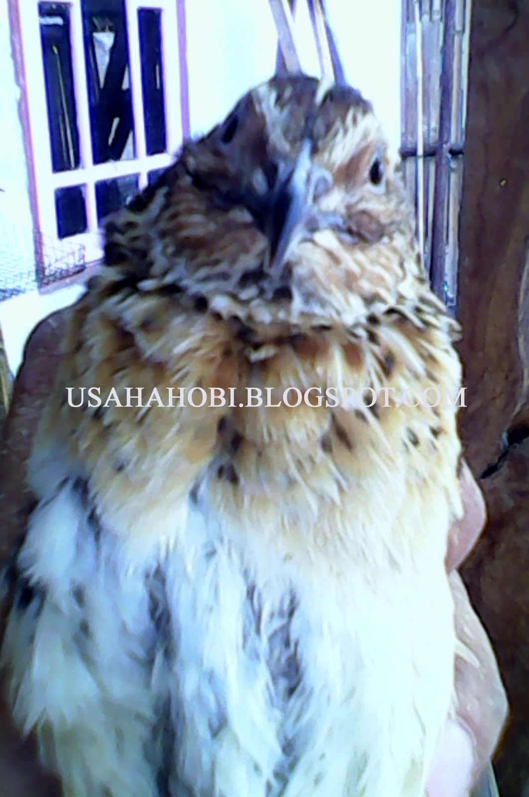 Cara Membedakan Puyuh Jantan Dan Betina Dengan Mudah Www