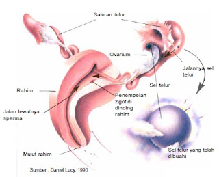 Fertilisasi terjadi dalam saluran telur dan hasilnya akan tertanam dalam uterus.