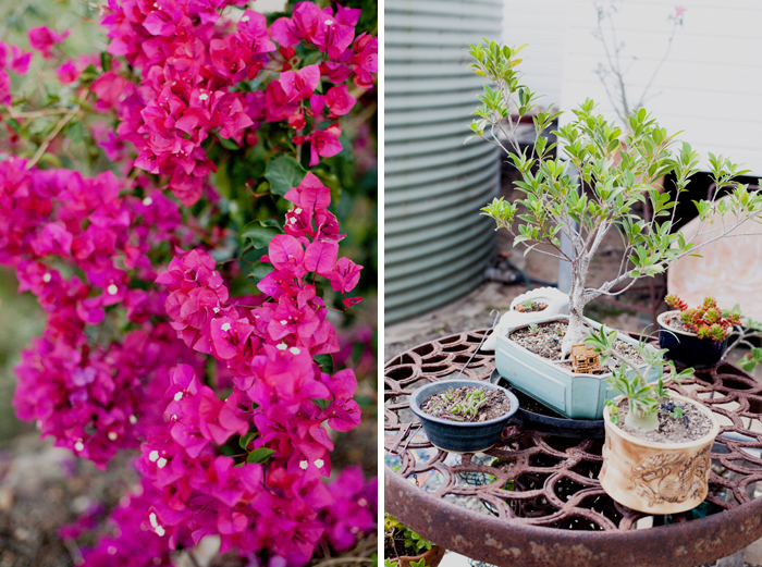 bonsai bougainvillea