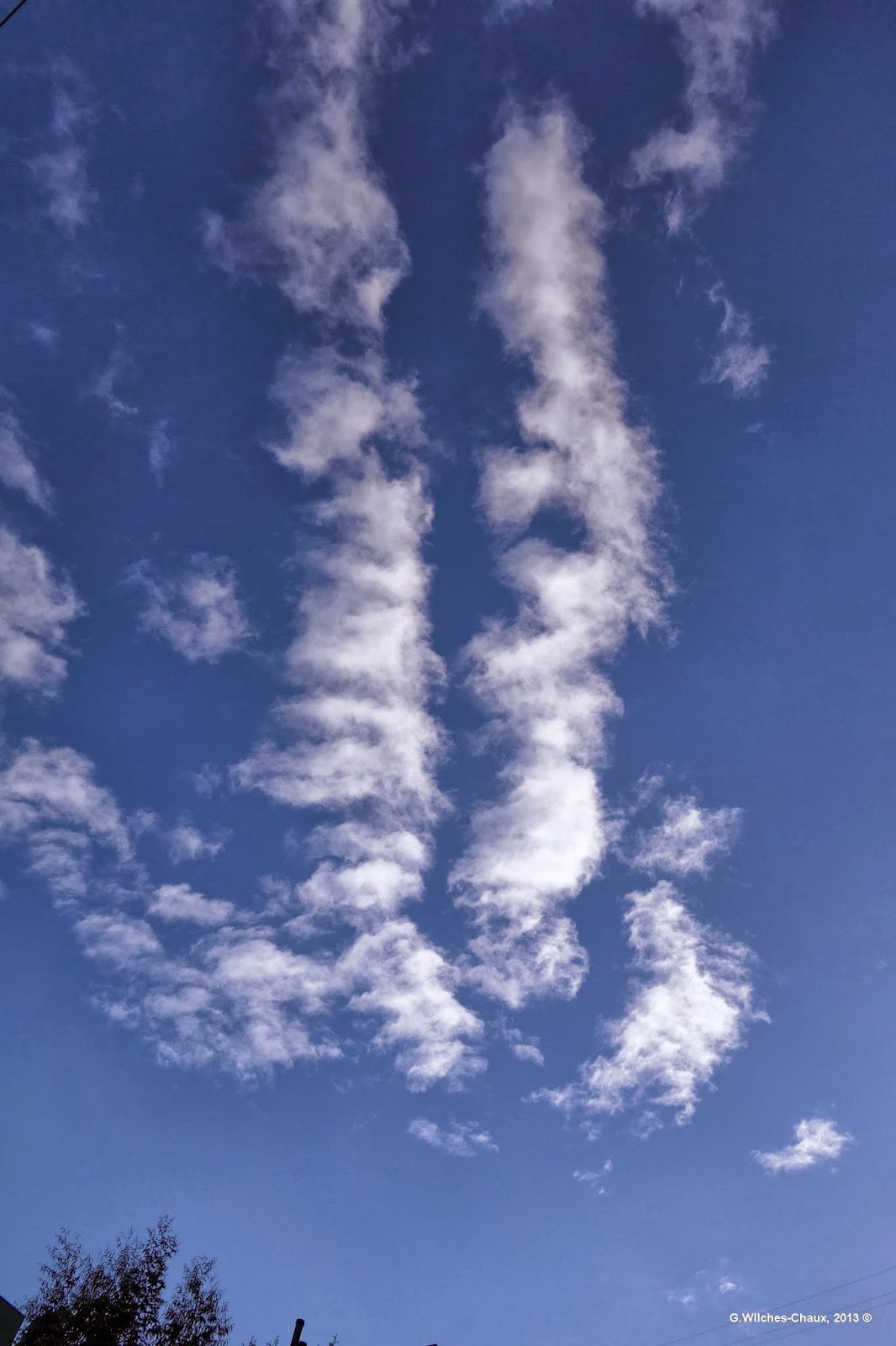 LA ESPECIE URBANA OTRO BOSQUE ENCANTADO EN BOGOTÁ