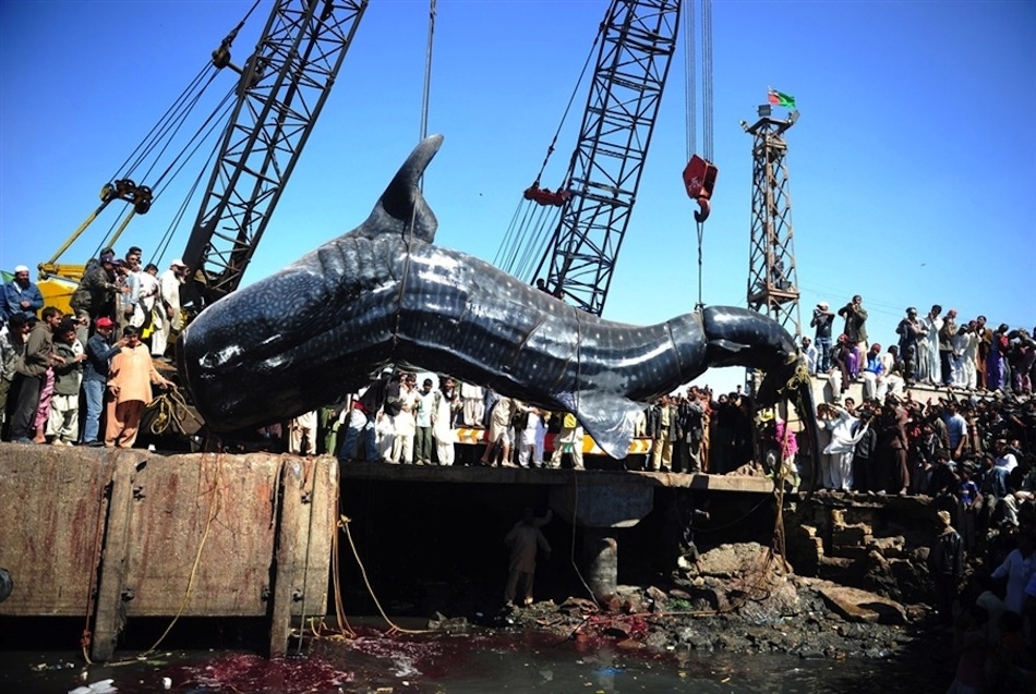 naturalacts: Whale Shark - The Worlds Biggest Fish!