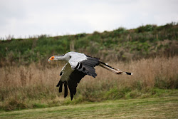 secretarybird wikipedia flying tail does legs cannundrums beyond its