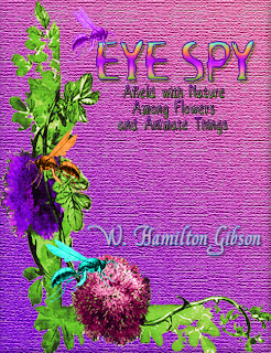Eye Spy, Afield with Nature Among Flowers and Animate Things, W. Hamilton Gibson, Flowers, Natural, Insects, Natural history