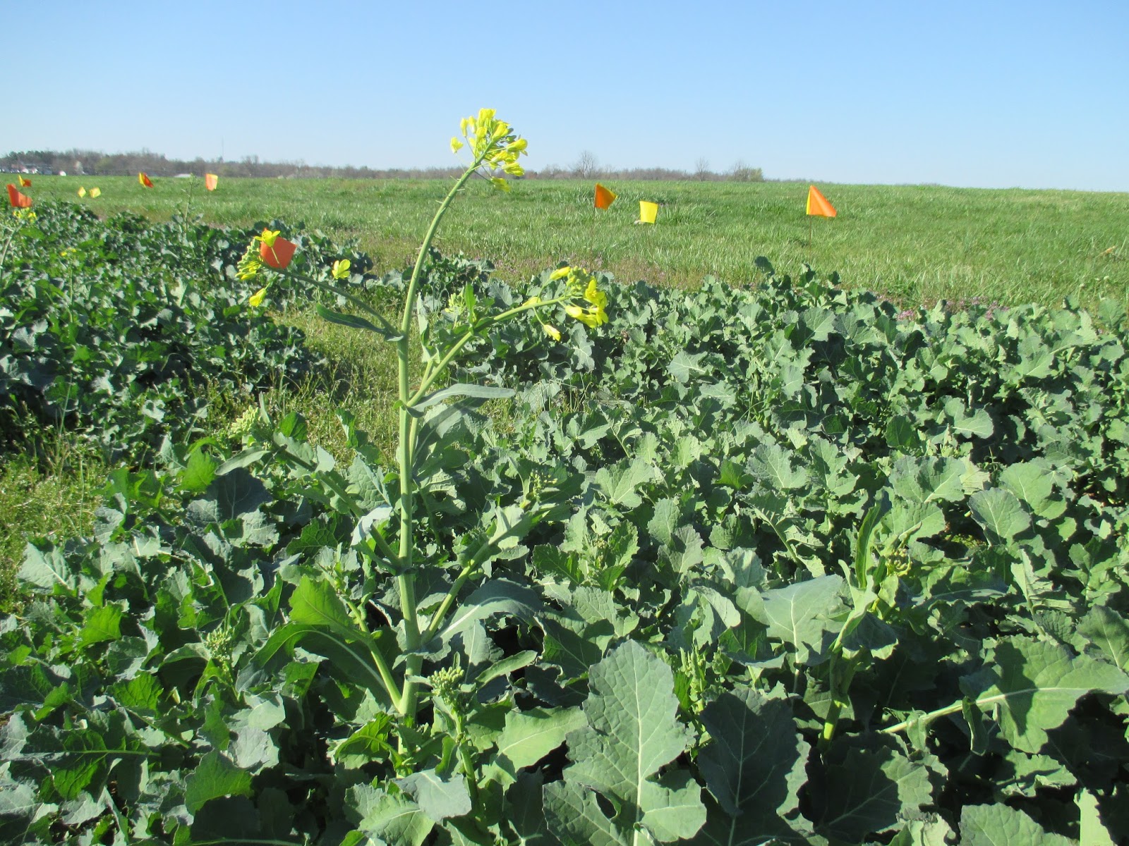 Grain Crops Update Canola Freeze Injury