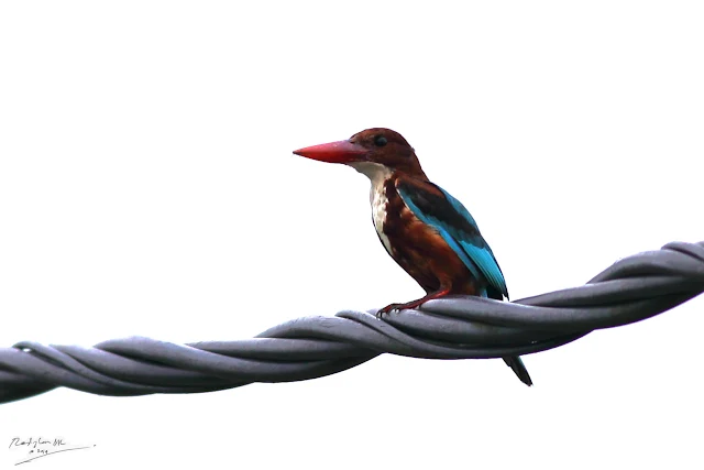 Kingfisher on electric wire -Birding during Eid-Adha Holiday