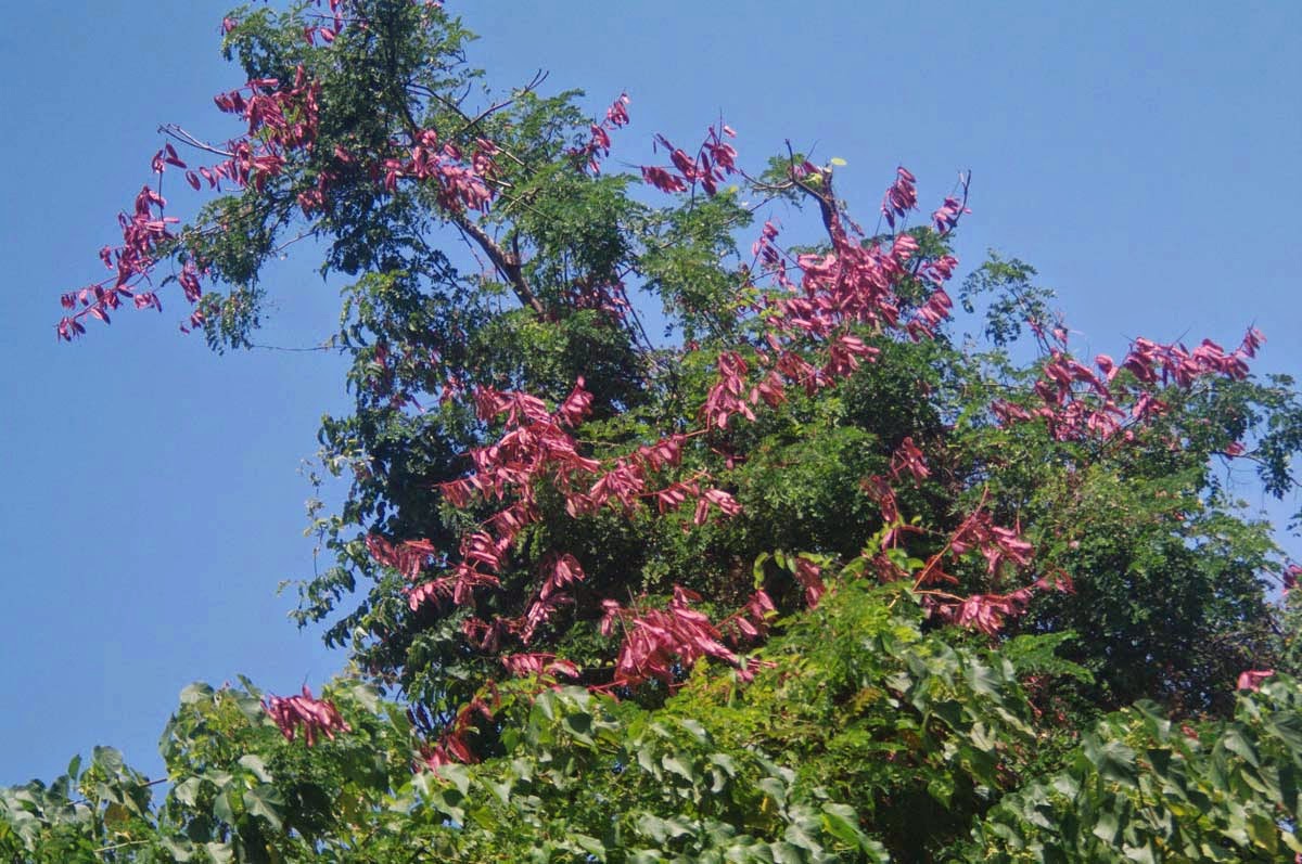 Steve & Marcia on the Rock Corregidor Journal April 2014