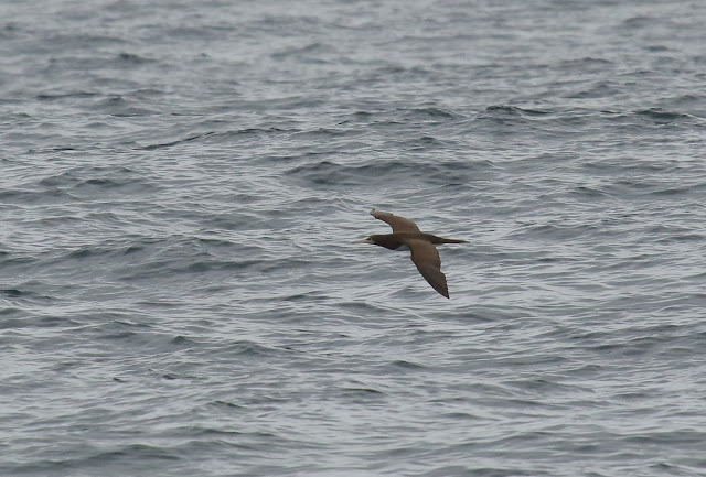 Brown Booby Brown Booby