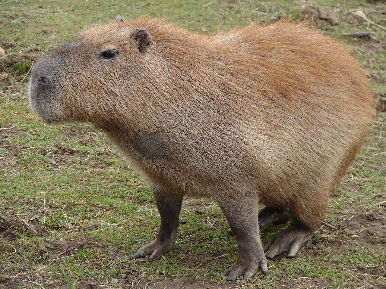 Capybara Animal Wildlife